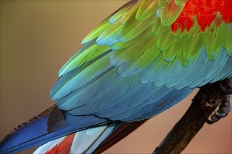 Red-and-green macaw (Ara chloropterus) Buraco das Araras Brazil#