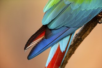 Red-and-green macaw (Ara chloropterus) Buraco das Araras Brazil#