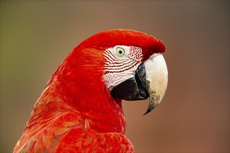 Red-and-green macaw (Ara chloropterus) Buraco das Araras Brazil