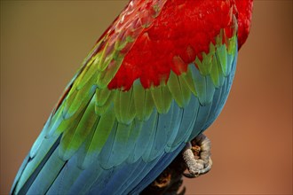 Red-and-green macaw (Ara chloropterus) Buraco das Araras Brazil