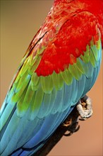 Red-and-green macaw (Ara chloropterus) Buraco das Araras Brazil