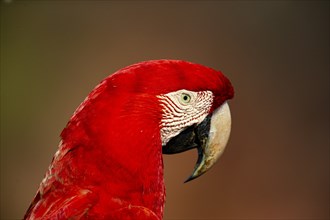 Red-and-green macaw (Ara chloropterus) Buraco das Araras Brazil