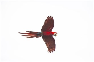 Red-and-green macaw (Ara chloropterus) Buraco das Araras Brazil