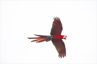 Red-and-green macaw (Ara chloropterus) Buraco das Araras Brazil