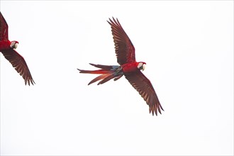 Red-and-green macaw (Ara chloropterus) Buraco das Araras Brazil