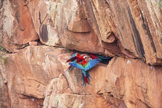 Red-and-green macaw (Ara chloropterus) Buraco das Araras Brazil