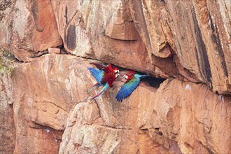 Red-and-green macaw (Ara chloropterus) Buraco das Araras Brazil