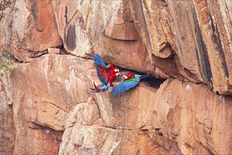 Red-and-green macaw (Ara chloropterus) Buraco das Araras Brazil