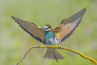 Bee-eater (Merops apiaster) wings spread for landing, flying with dragonfly Black-tailed Skimmer