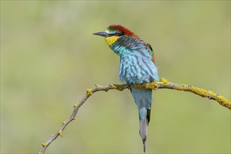 Bee-eater (Merops apiaster) adult bird sitting on a branch, wildlife, migratory bird, raptor,