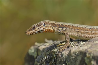 Common wall lizard (Podarcis muralis), European wall lizard, portrait, reptiles, animals, lizards,