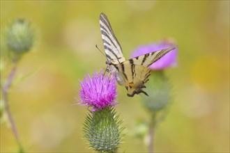 Scarce swallowtail (Iphiclides podalirius), sucking nectar on a thistle, Dortebachtal nature