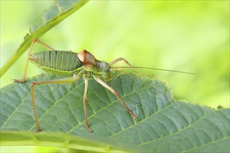 Steppe saddle grasshopper, saddle-backed bush cricket (Ephippiger ephippiger), male, Long-winged