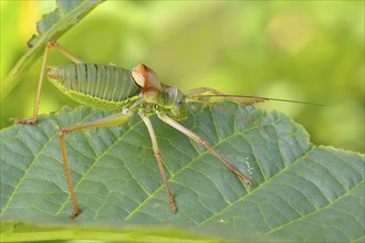 Steppe saddle grasshopper, saddle-backed bush cricket (Ephippiger ephippiger), male, Long-winged