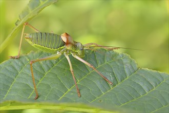 Steppe saddle grasshopper, saddle-backed bush cricket (Ephippiger ephippiger), male, Long-winged