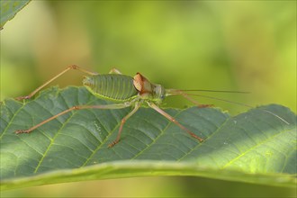 Steppe saddle grasshopper, saddle-backed bush cricket (Ephippiger ephippiger), male, Long-winged