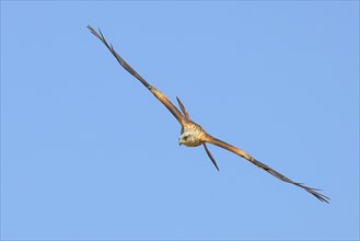 Red Kite (Milvus milvus) Red Kite, Montagu's Harrier, Montagu's Harrier, in flight, wildlife, bird