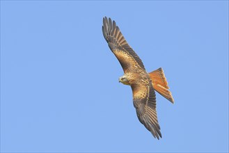 Red Kite (Milvus milvus) Red Kite, Montagu's Harrier, Montagu's Harrier, in flight, wildlife, bird