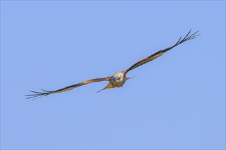 Red Kite (Milvus milvus) Red Kite, Montagu's Harrier, Montagu's Harrier, in flight, wildlife, bird