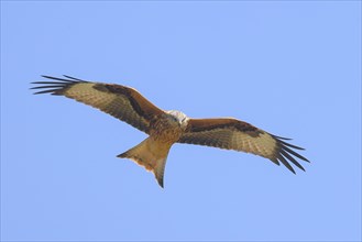 Red Kite (Milvus milvus) Red Kite, Montagu's Harrier, Montagu's Harrier, in flight, wildlife, bird