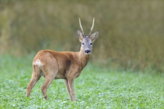 European roe deer (Capreolus capreolus), standing at attention in a meadow, wildlife, mammal, roe