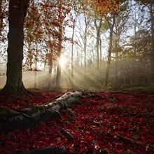 Autumn forest with leaves in varying shades of amber red and yellow in golden hour sunlight, AI