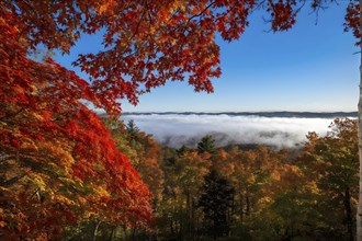 Autumn forest with leaves in varying shades of amber red and yellow in golden hour sunlight, AI