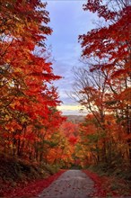 Autumn forest with leaves in varying shades of amber red and yellow in golden hour sunlight, AI
