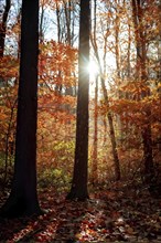 Autumn forest with leaves in varying shades of amber red and yellow in golden hour sunlight, AI