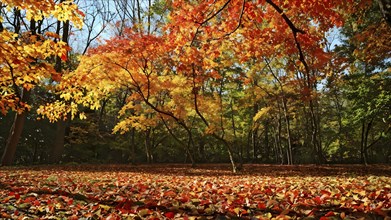 Autumn forest with leaves in varying shades of amber red and yellow in golden hour sunlight, AI