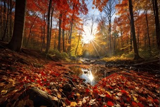 Autumn forest with leaves in varying shades of amber red and yellow in golden hour sunlight, AI