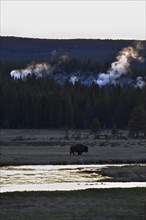 American Bison Yellowstone National Park. Wyoming, United States, North America