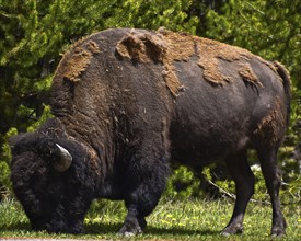 American Bison. Yellowstone National Park. Montana, United States, North America