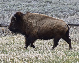 American Bison. Grand Teton National Park. Wyoming, United States, North America