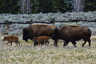 American Bison. Grand Teton National Park. Wyoming, United States, North America