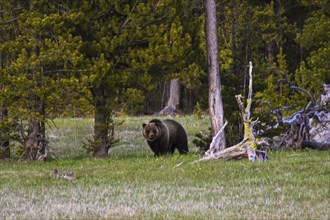 Grizzly Bear. Yellowstone National Park. Wyoming, United States, North America