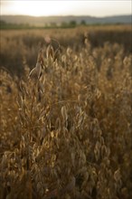 Grain field with oats in the evening light, summer, July, field, agriculture, agriculture,