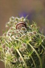 Charming little snail, July, Germany, Europe