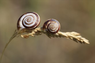 Charming little snail, July, Germany, Europe