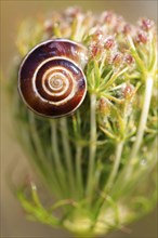 Charming little snail, July, Germany, Europe