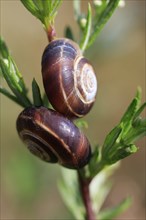 Charming little snail, July, Germany, Europe