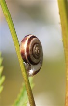 Charming little snail, July, Germany, Europe