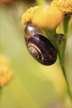 Charming little snail, July, Germany, Europe