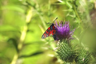 Zygaena filipendulae, Six-spotted Ragwort, July, Saxony, Germany, Europe