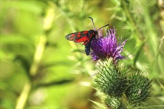 Zygaena filipendulae, Six-spotted Ragwort, July, Saxony, Germany, Europe