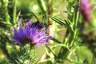 Zygaena filipendulae, Six-spotted Ragwort, July, Saxony, Germany, Europe