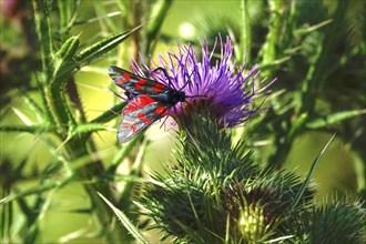 Zygaena filipendulae, Six-spotted Ragwort, July, Saxony, Germany, Europe