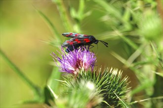 Zygaena filipendulae, Six-spotted Ragwort, July, Saxony, Germany, Europe