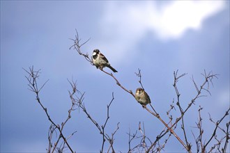 Two sparrows on a branch, summer, Germany, Europe