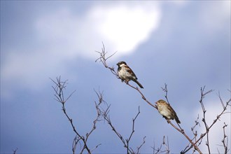 Two sparrows on a branch, summer, Germany, Europe